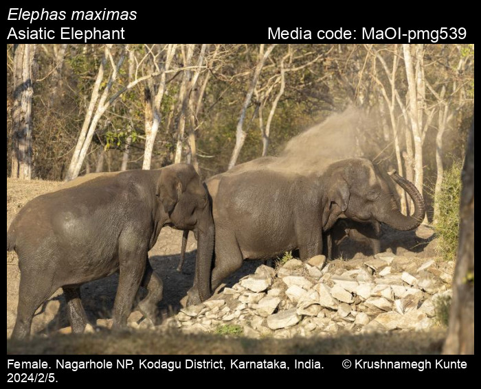 MaOI-pmg539