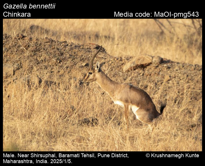 MaOI-pmg543
