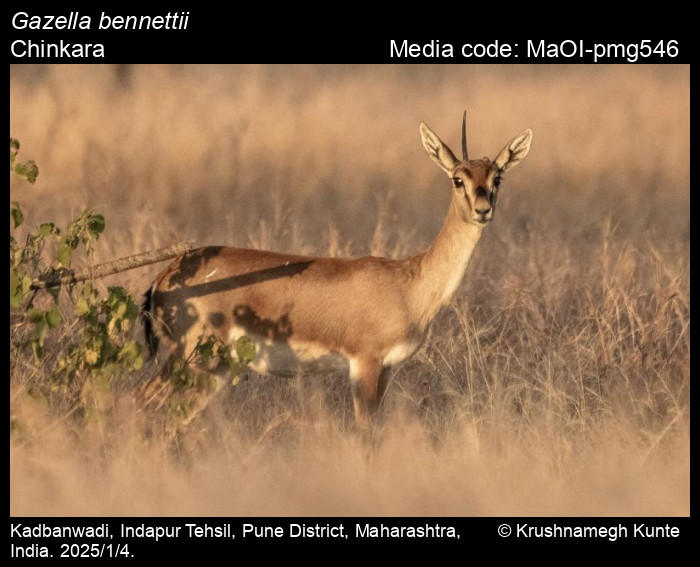 MaOI-pmg546