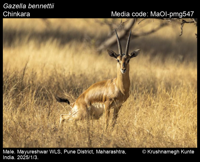 MaOI-pmg547