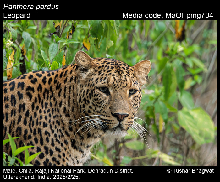 MaOI-pmg704